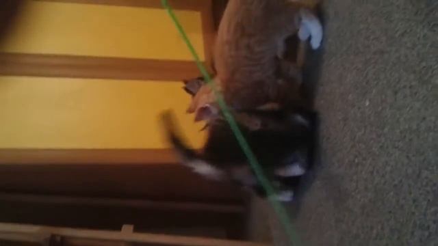 Котята Мейн кун питомник Kind Force смотреть онлайн