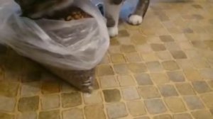 Сухарей много не бывает!