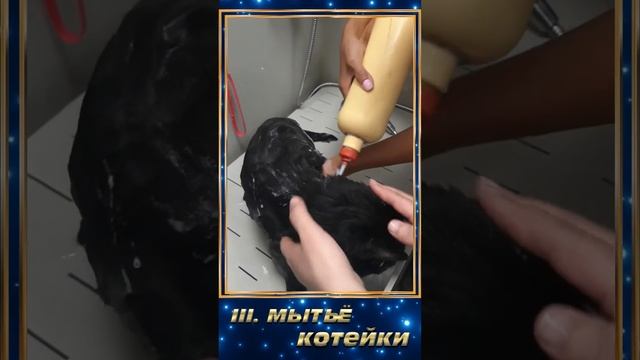 Экспресс-Линька- услуга для кошек смотреть онлайн