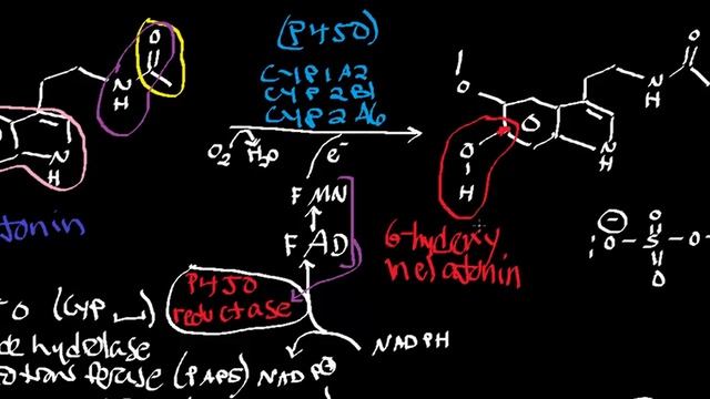 Biochemistry | Catabolism of Melatonin смотреть онлайн