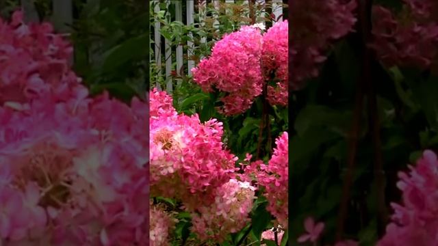 Роскошная гортензия. Дмитрий Шлапак смотреть онлайн