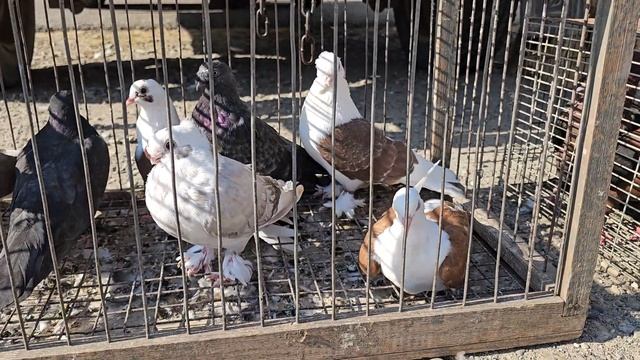 Голуби цены Птичий рынок г Прохладный смотреть онлайн