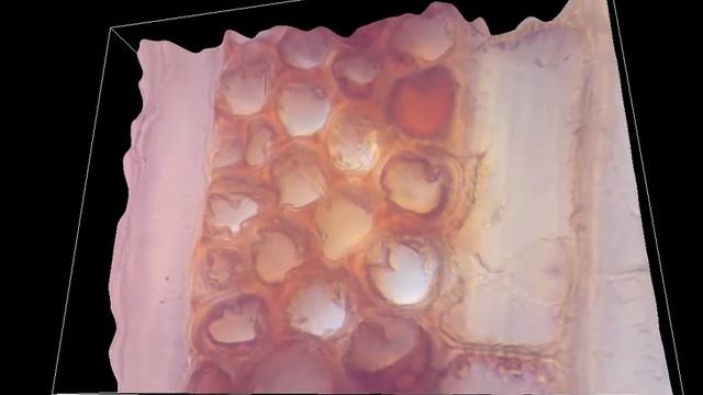 Helicon Focus - model 3D - przekrój przez drewno 2 (mahoń afrykański - Khaya ivorensis) смотреть онлайн