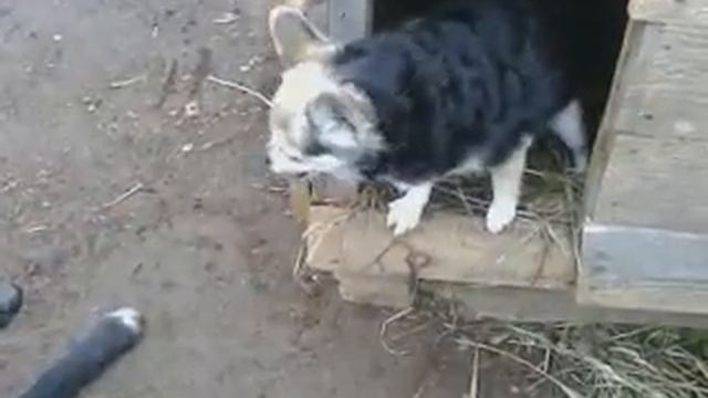 собаки не любят друг друга смотреть онлайн