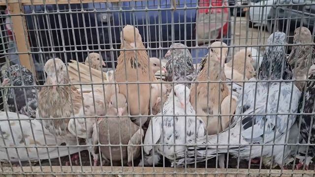 Голуби цены Птичий рынок г Пятигорск -ч1 смотреть онлайн