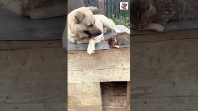 ДРУЖБА. ДУШЕВНОЕ ТВ ОК. смотреть онлайн