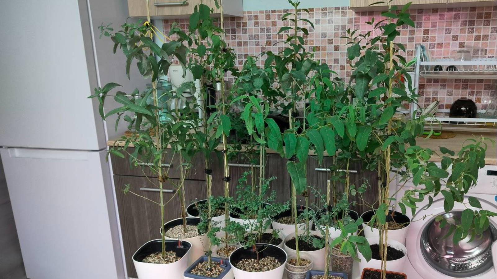 ТОНКОСТИ И СЕКРЕТЫ пересадки эвкалиптов на автополив смотреть онлайн