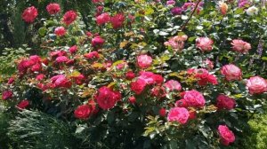 Роза с постоянным и обильным цветением. Сорт Мона Лиза.