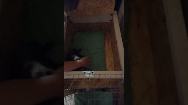 Хорек Мила играет с ребёнком