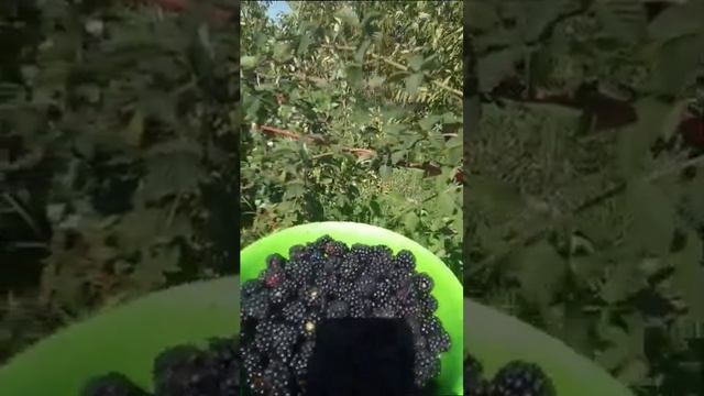 Ежевика, шпалера, результат смотреть онлайн