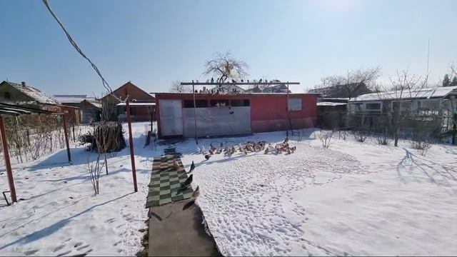 Уже не голуби-куры. смотреть онлайн