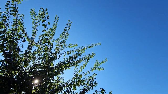 Голуби время для ПХД и тренировок смотреть онлайн