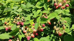 У нас в саду не только цветочки.