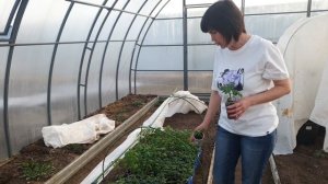 #4 Переехали в теплицу. Как уберечь рассаду от заморозков? Про подсветку, первые подкормки. 30.03.24