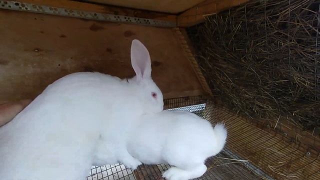 Кролики белый великан.Крольчат пересаживаем на нижний ярус.Случили крольчих. смотреть онлайн