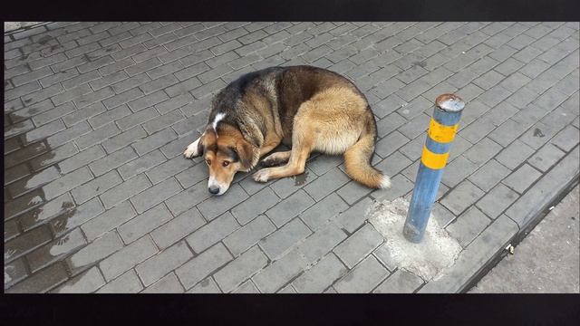Собаки в городе смотреть онлайн
