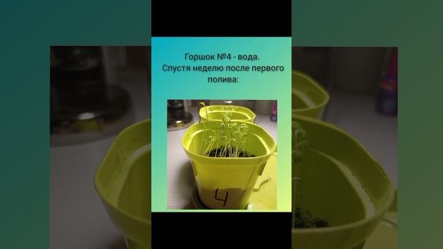 Проект Ефановой Ксении