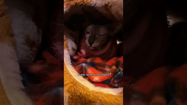 А какая у тебя мечта? #рекомендации #котокафе #шортс #котики смотреть онлайн