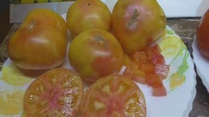 САМЫЕ СЛАДКИЕ ТОМАТНЫЕ ГНОМЫ! Томатный Гном Красота Сьюзи. Дегустация 2022 года.