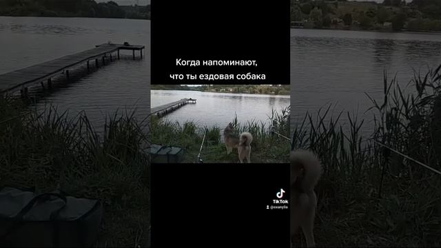 Хаски не только ездовые смотреть онлайн