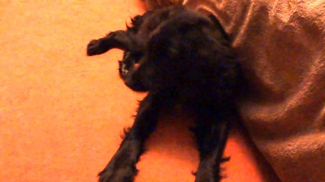 Тотоша смотреть онлайн