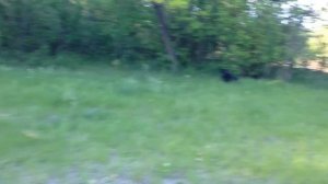 Как действует на собаку электрошокер