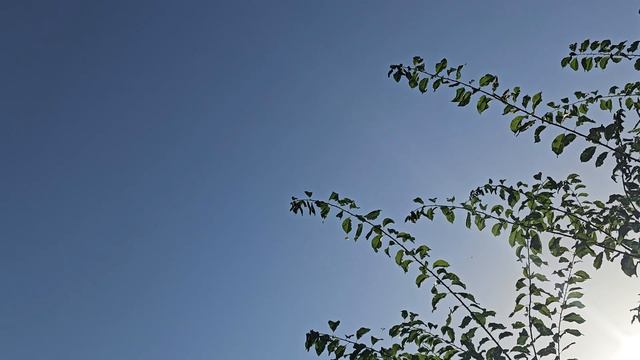 Голуби 8 жёлтых молодых на продажу смотреть онлайн