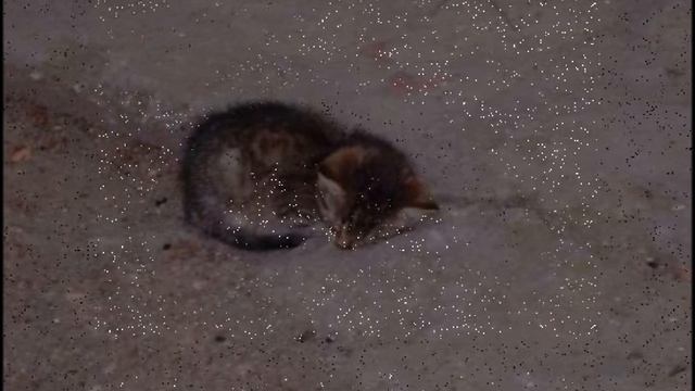 Нойз_мс_-_Кошка