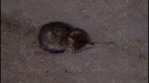 Нойз_мс_-_Кошка