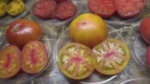 САМЫЕ КРУПНЫЕ И САМЫЕ СЛАДКИЕ ГНОМЫ!