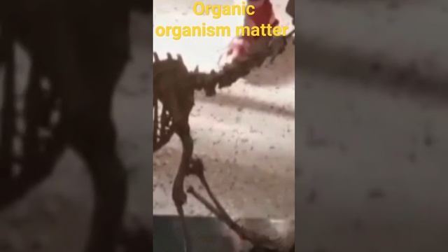 organic🔥 #organism🔥 #matter 🔥# смотреть онлайн