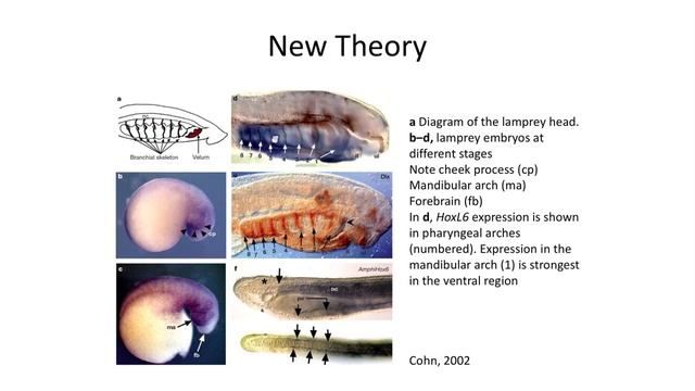 Lecture 16 Origin of Jaws in Fish смотреть онлайн