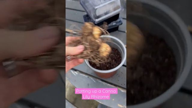 Planting Canna Lily Rhizome #gardener #gardening #flowers #grow #garden #seeds #spring смотреть онлайн