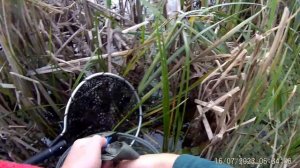 16 июля 2023. Безмотылка летом. Плотва на боковой кивок!