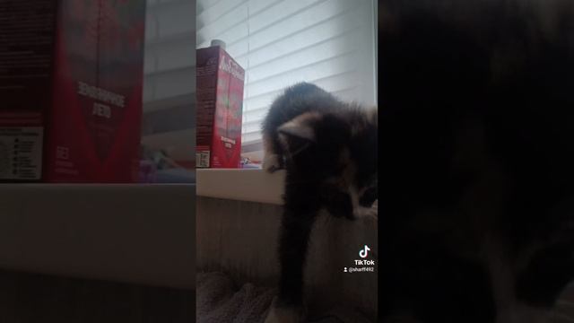 Кожаный не пускает гулять)