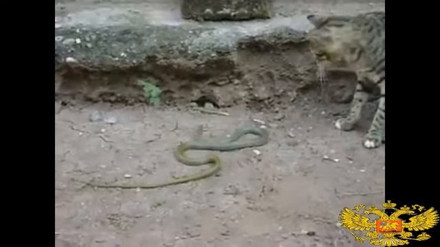 если бы они не записали его, вы не поверите, змея охотничья кошка смотреть онлайн