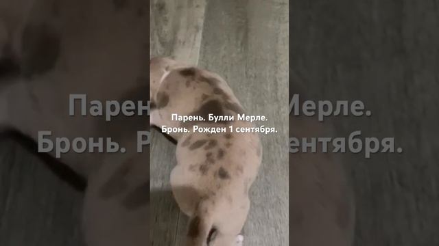 Булли. Пацан Мерле. Бронь #щенок . #выставкасобак #животный смотреть онлайн
