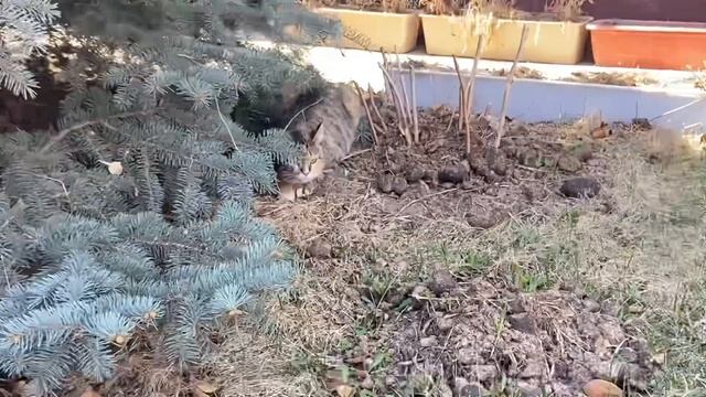 Социализация спасенного из леса щенка. Приняли в стаю..☺️Rescued puppy and house pets. смотреть онлайн