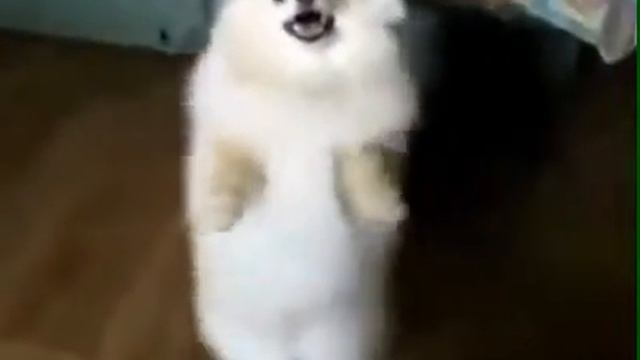 Милая собачка танцует смотреть онлайн