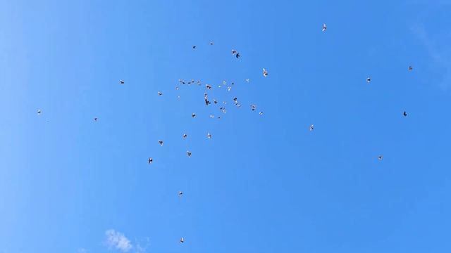 Голуби никакой дисциплины ( Не летят) смотреть онлайн