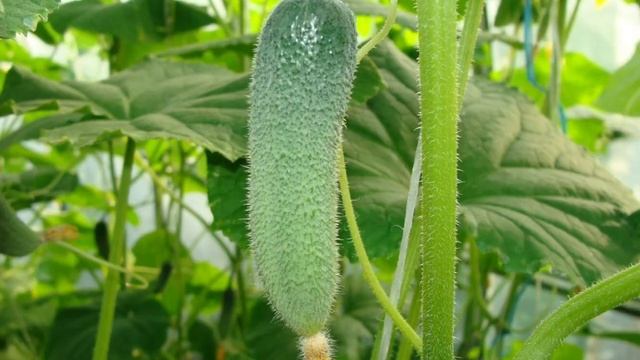 посадите эти два вида огурцов 🥒 и они завалят вас гигантским урожаем смотреть онлайн