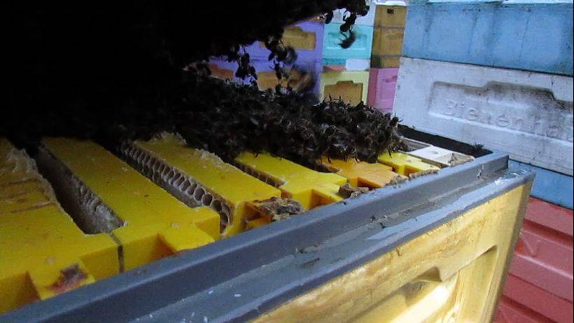 полный отказ от вощины и рамок из дерева - часть 16 - результат обработки от клеща 24.12.2024 смотреть онлайн