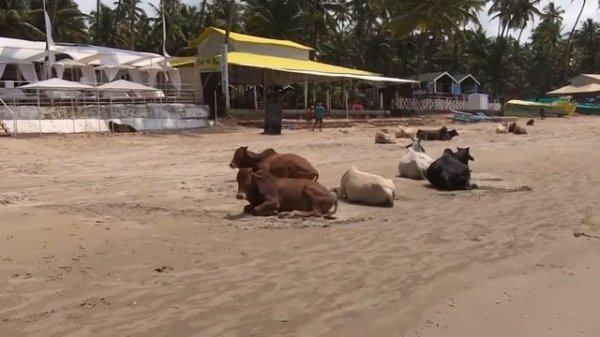 Palolem Beach, South Goa | October 3d, 2022