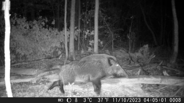 Крупный секач пришел на приваду смотреть онлайн