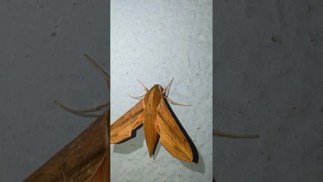 Fighter plane shaped wooden moth #moth#wild#nature смотреть онлайн