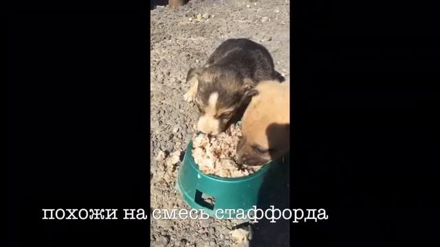 Щенки с базы смотреть онлайн