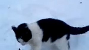 Коты дерутся.mp4