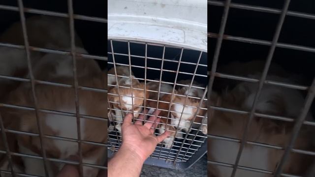Щенки Бретона приучаем к машине с мальца смотреть онлайн