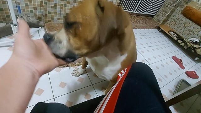 Очень трудная была собака #альфа. см. видео в плейлисте. #dogsshelter  #animalshelter