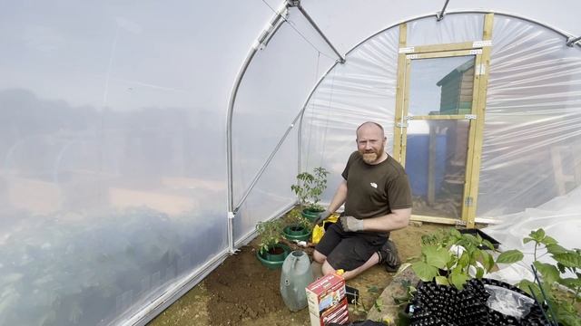Tomato Halos | How To Grow Tomatoes | Tomato Plant Halos | Tomato Tips смотреть онлайн